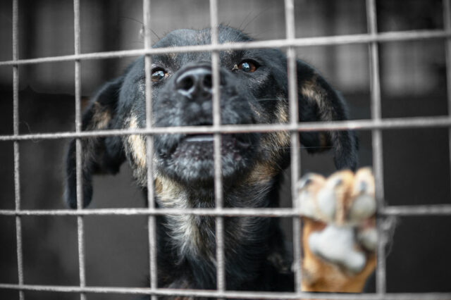 A morte do cão de abrigo em meu heate espalhou os problemas de segurança do calor

