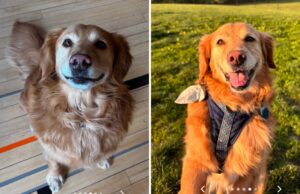 A mulher encontra o engarrafamento mais velho do abrigo que faz seu “melhor espontâneo” de todos os tempos A mulher encontra o engarrafamento mais velho do abrigo que faz seu "melhor espontâneo" de todos os tempos