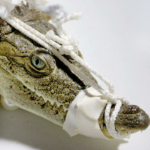 A noiva pede um pouco de crocodilo tanto!
