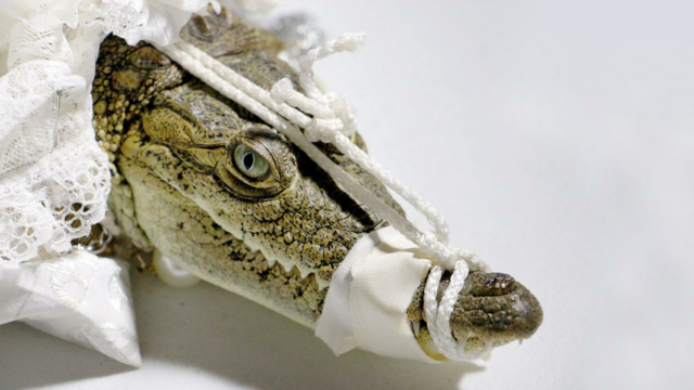 A noiva pede um pouco de crocodilo tanto!

