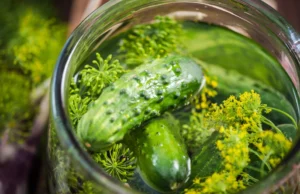 Adicione à água e mergulhe nesses pepinos. Após a estimulação, será difícil e crocante Adicione à água e mergulhe nesses pepinos. Após a estimulação, será difícil e crocante