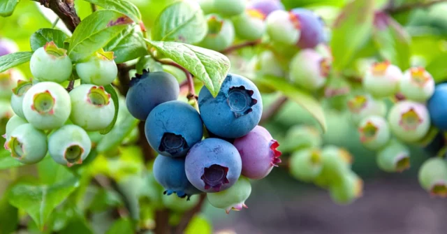 Adicione mirtilos à água e água. Fertilizante caseiro fará você coletar muitas frutas

