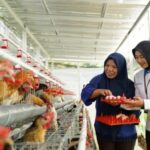 Ajuda economia e alimentos, o PNM compartilhe 240 frango