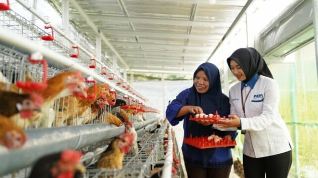 Ajuda economia e alimentos, o PNM compartilhe 240 frango

