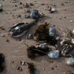 Um peixe morto através da água na praia
