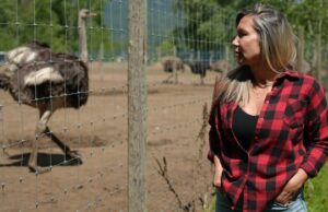 BC Avestrich Farm definido para combater a ordem de abate no Tribunal Federal de Apelação hoje BC Avestrich Farm definido para combater a ordem de abate no Tribunal Federal de Apelação hoje