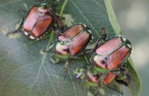 Besouros japoneses invasivos encontrados fora do centro da cidade em Kamloops, BC Um besouro verde de cobre em uma flor.
