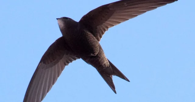 Birds Jerzy para mosquitos e moscas. Como convidá -los para o seu jardim?

