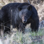 Black Bear morto em Yellowstone depois de se tornar "condicionando"