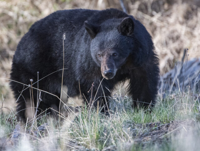 Black Bear morto em Yellowstone depois de se tornar "condicionando"

