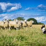 Cão da fazenda que "mentiu em seu aplicativo de emprego 'tem internet em pontos
