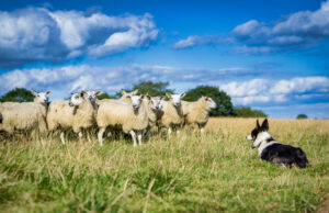 Cão da fazenda que “mentiu em seu aplicativo de emprego ‘tem internet em pontos Cão da fazenda que "mentiu em seu aplicativo de emprego 'tem internet em pontos