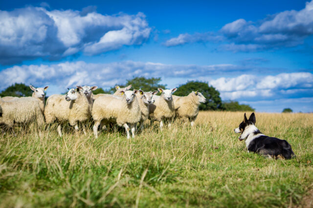 Cão da fazenda que "mentiu em seu aplicativo de emprego 'tem internet em pontos

