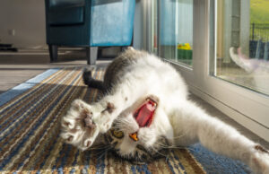 Casal tenta ter um bom encontro externo em casa – mas eles têm um gato Casal tenta ter um bom encontro externo em casa - mas eles têm um gato