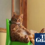 CatVideofest: Como os clipes de gatos fofos produziram uma franquia de filmes de um milhão de dólares