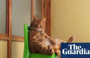 CatVideofest: Como os clipes de gatos fofos produziram uma franquia de filmes de um milhão de dólares CatVideofest: Como os clipes de gatos fofos produziram uma franquia de filmes de um milhão de dólares