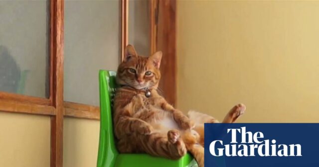 CatVideofest: Como os clipes de gatos fofos produziram uma franquia de filmes de um milhão de dólares

