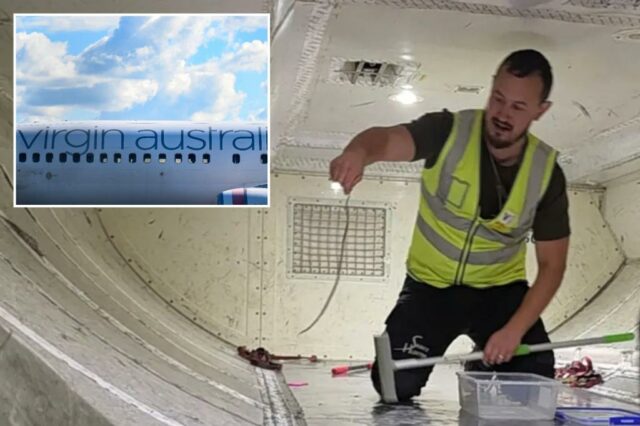 Hunter Snake, Mark Pelley, levanta a inofensiva cobra de árvore verde de 2 pés do aeroporto do aeroporto de Melbourne em 1º de julho de 2025.