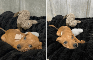 Comece o filhote com corpo fraturado encontrado como thread Comece o filhote com corpo fraturado encontrado como thread