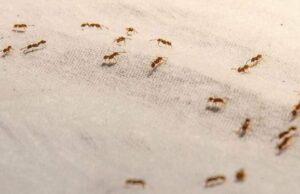 Começou com uma colônia de formigas, nascida ‘Swarm Intelligence’ Começou com uma colônia de formigas, nascida 'Swarm Intelligence'