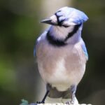 Como os pássaros naturais influenciam os pássaros? Este pesquisador quer descobrir
