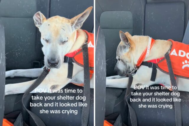 Corações quebram como se o cachorro começar "chorando" no caminho de volta ao refúgio depois do dia

