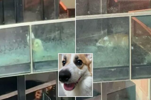 Corgi foi preso no apartamento de Iskra na varanda, antes de receber um "novo contrato para a vida"

