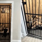 Crates não conseguiram conter o cachorro do artista do cachorro, então o proprietário construiu "prisão" em vez disso
