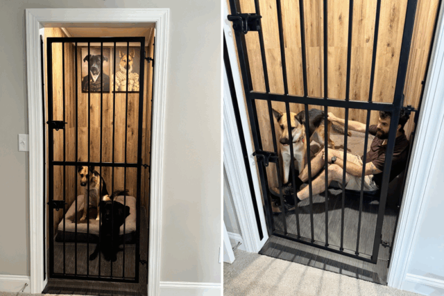 Crates não conseguiram conter o cachorro do artista do cachorro, então o proprietário construiu "prisão" em vez disso

