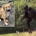 Crazy Prospect Park "Killer Dog Killer" de volta aos seus antigos caminhos, ameaça atirar no dono do animal