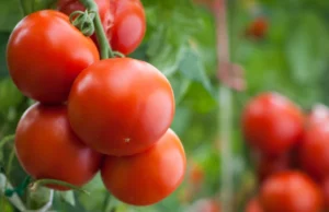 Defina esta nota ao lado do tomate e eles amadurecerão em um piscar de olhos Defina esta nota ao lado do tomate e eles amadurecerão em um piscar de olhos