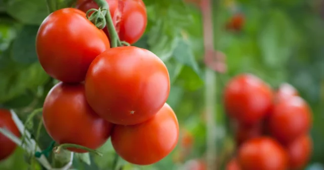 Defina esta nota ao lado do tomate e eles amadurecerão em um piscar de olhos

