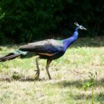 Dezenas de Pfau e Peahens estão faltando no histórico Hotel do norte da Califórnia