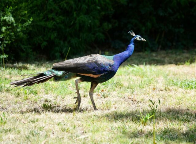 Dezenas de Pfau e Peahens estão faltando no histórico Hotel do norte da Califórnia

