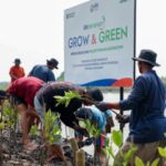 Dia Mundial de Mangresso Comemorativo, BRI enfatizou o compromisso de salvar o meio ambiente através da melhoria dos ecossistemas costeiros