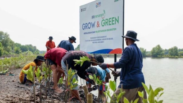 Dia Mundial de Mangresso Comemorativo, BRI enfatizou o compromisso de salvar o meio ambiente através da melhoria dos ecossistemas costeiros

