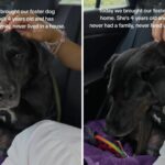 Dog Refuge, 4, entra em um carro - você não sabe antes da primeira casa