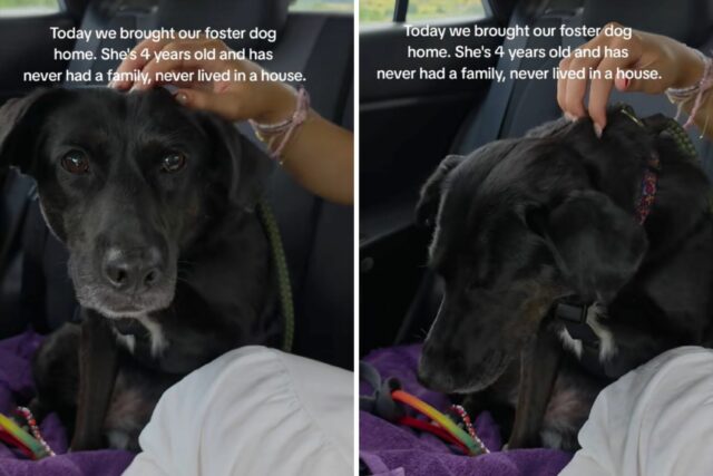 Dog Refuge, 4, entra em um carro - você não sabe antes da primeira casa

