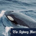 Orcas surfou ao assistir o barco de pesca na praia Loreto em Baja, México.