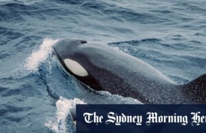 Dois marinheiros resgataram após o iate Orcas Ram “fresco, calmo e coletado” Orcas surfou ao assistir o barco de pesca na praia Loreto em Baja, México.