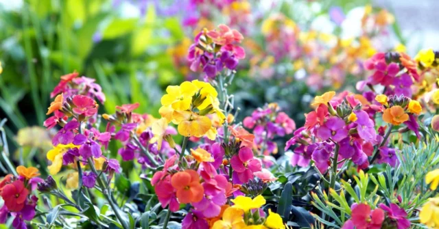 Durma em julho e flores coloridas encherão seu jardim com belos aromas. Esta planta floresce por quase meio ano

