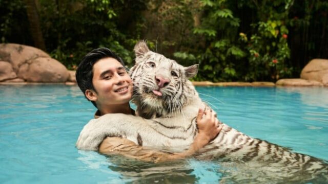 É mais difícil cuidar de gatos do que tigres? Esta é a palavra Alshad Ahmad


