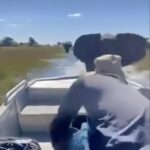Film Shared Online mostrou que o capitão do barco levou o ofício muito perto de uma elefante que alimentou a palheta no Delta de Okavango, Botswana