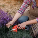 Em julho, realize este tratamento de lavanda. Irá florescer como louco