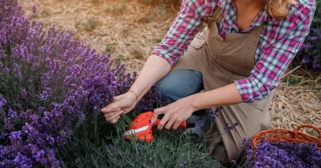 Em julho, realize este tratamento de lavanda. Irá florescer como louco


