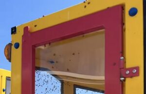 Enorme enxame de joaninhas atinge a Grã -Bretanha: Briter com medo é forçado a se esconder em seus carros quando milhares de besouros descem para as cidades – na maior observação desde 1976 Briter confuso foi forçado a se abrigar em carros e dentro de casa quando enxames de joaninhas descem para cidades britânicas.