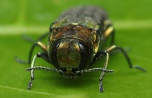 Este besouro que matava as árvores revelou sua presença no BC quando ele voou para a pessoa errada Uma garrafa de vidro com um bob verde de esmeralda.