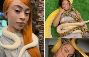 Estrelas serpenteadas para cobras no dia do mundo! Estrelas de cobra