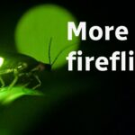 Extreme Close -up de um vaga -lume que é iluminado e estabelecido em uma folha de grama. Escrever à direita de Firefly diz