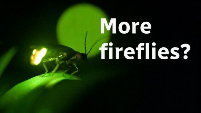 Extreme Close -up de um vaga -lume que é iluminado e estabelecido em uma folha de grama. Escrever à direita de Firefly diz 